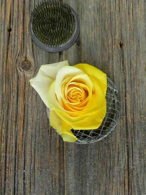 YELLOW & WHITE   TINTED ROSE